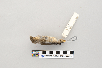 thumbnail image of current specimen