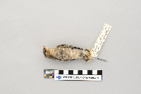 thumbnail image of current specimen