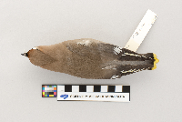 Bombycilla garrulus image
