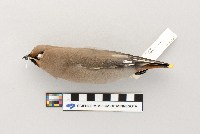 Bombycilla garrulus image