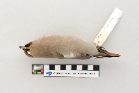 Bombycilla garrulus image