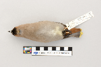 Bombycilla garrulus image