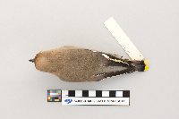 Bombycilla garrulus image