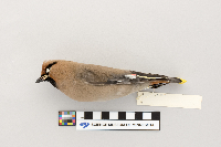 Bombycilla garrulus image
