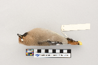 Bombycilla garrulus image
