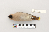 Bombycilla garrulus image