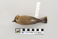 Bombycilla cedrorum image