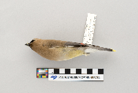 Bombycilla cedrorum image