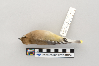 Bombycilla cedrorum image