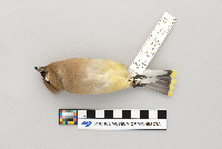 Bombycilla cedrorum image