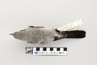Lanius excubitor image