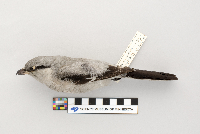 Lanius excubitor image
