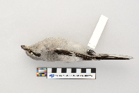 Lanius excubitor image
