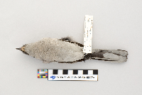 Lanius excubitor image