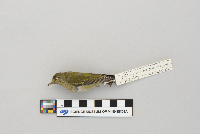 Thumbnail image of current specimen