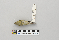 Thumbnail image of current specimen