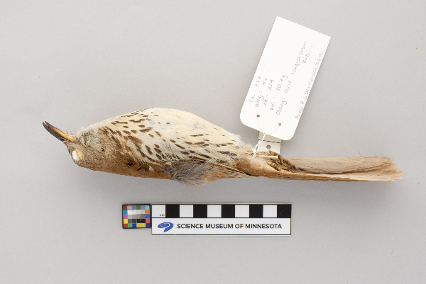 Toxostoma rufum image