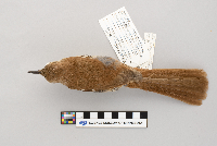 Toxostoma rufum image