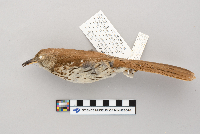 Toxostoma rufum image