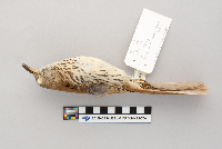 Toxostoma rufum image