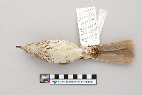 Toxostoma rufum image