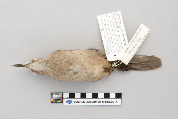 Toxostoma curvirostre image