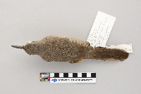 Toxostoma curvirostre image