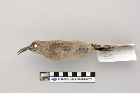 Toxostoma curvirostre image