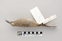 Toxostoma curvirostre image