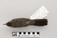 Dumetella carolinensis image