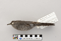 Dumetella carolinensis image