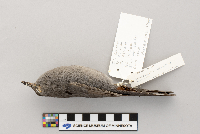 Dumetella carolinensis image