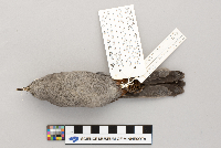 Dumetella carolinensis image