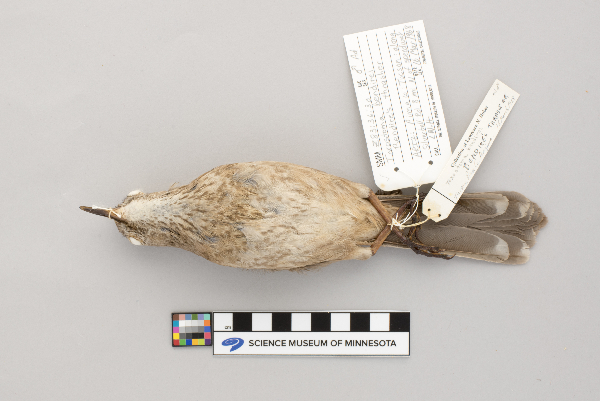 Toxostoma bendirei image