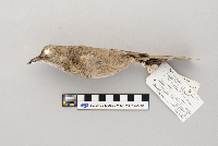 Toxostoma bendirei image