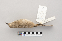 Toxostoma bendirei image