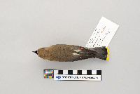 Bombycilla cedrorum image