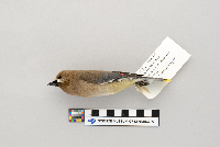 Bombycilla cedrorum image