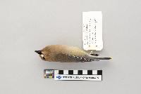 Bombycilla cedrorum image