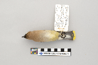 Bombycilla cedrorum image