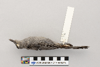 Dumetella carolinensis image