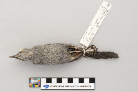 Dumetella carolinensis image