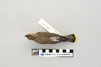 Bombycilla cedrorum image