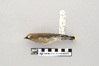 Bombycilla cedrorum image