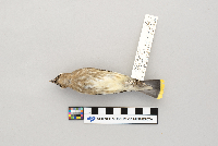 Bombycilla cedrorum image