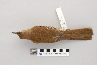 Toxostoma rufum image