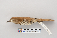 Toxostoma rufum image