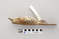 Toxostoma rufum image