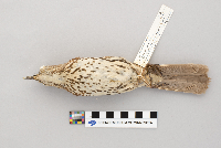 Toxostoma rufum image