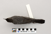 Dumetella carolinensis image